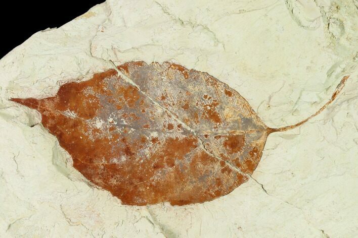 Miocene Fossil Leaf (Populus) - Augsburg, Germany #139446